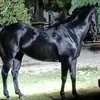 carlosnieves4245