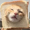meow.two.andy