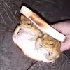 frogsandwich0