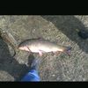 fisherman_taraz