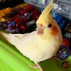 parot_2282