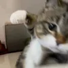 charlotte_maibui