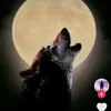 aydin.abladze