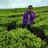 ferwiramadhuri