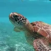 lcassiii