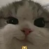 baongiemtucboy