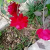 mai.hoi91