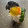 ziggy_the_caique