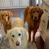 themindfulgoldens