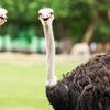 ostrich_official