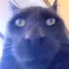 le...gato