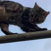 feline_maes0