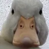 oeuf_2