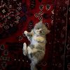 aslaz9