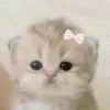 soggychipsmeow
