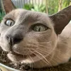 kittyfostersydney