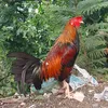 acecerenobalante