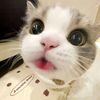 thitikanqueen_q