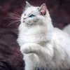 muhammadhashmi916