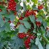 try_liudmila_try