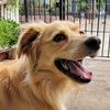 sammy_patitas