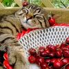 grain_cherry