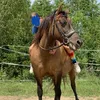 equestrian_zuzi