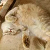 asma_pt23