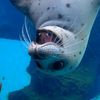 sealchecker