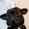 chihuahua.girl13