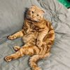 simba_shanechka