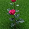 chatokpakhi353