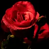 sk_picchi_shadhin_2