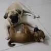 dngthqunhtrm