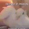 pigeon_man_2