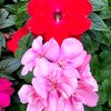 rosesx1203