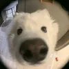 duave6nhattiktok