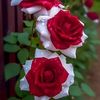 mdshahin59195
