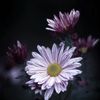 dw.ana_