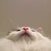 kaiigrnm