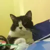 catlovers415