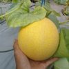 tatok833