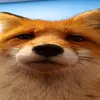 kali_the_fur