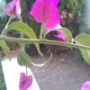 aliciamendoza5800