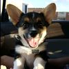 corey_thecorgi