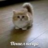 _.neks
