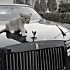 𝘒𝘩𝘰𝘴𝘩𝘯𝘢𝘸•🐆