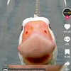 _____j0k3r_____