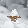 bambi.._2