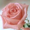 riponsarkar0368